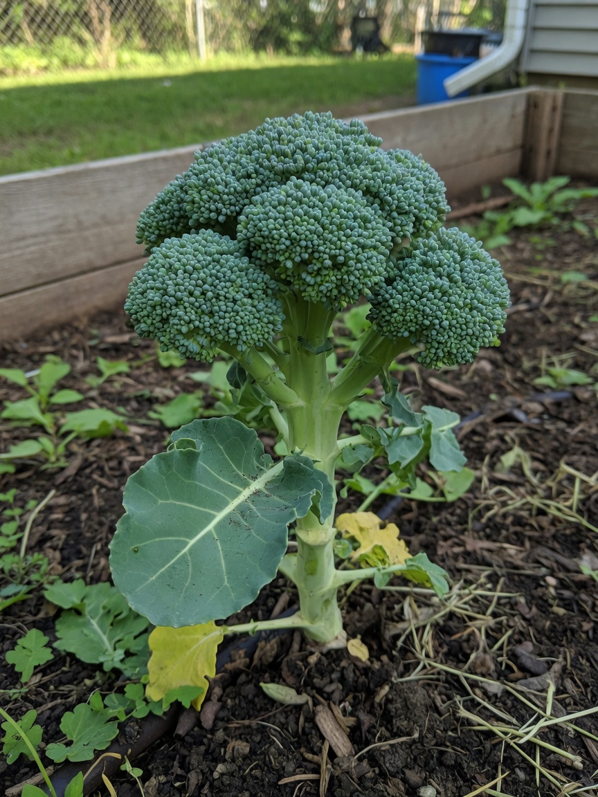 Broccoli