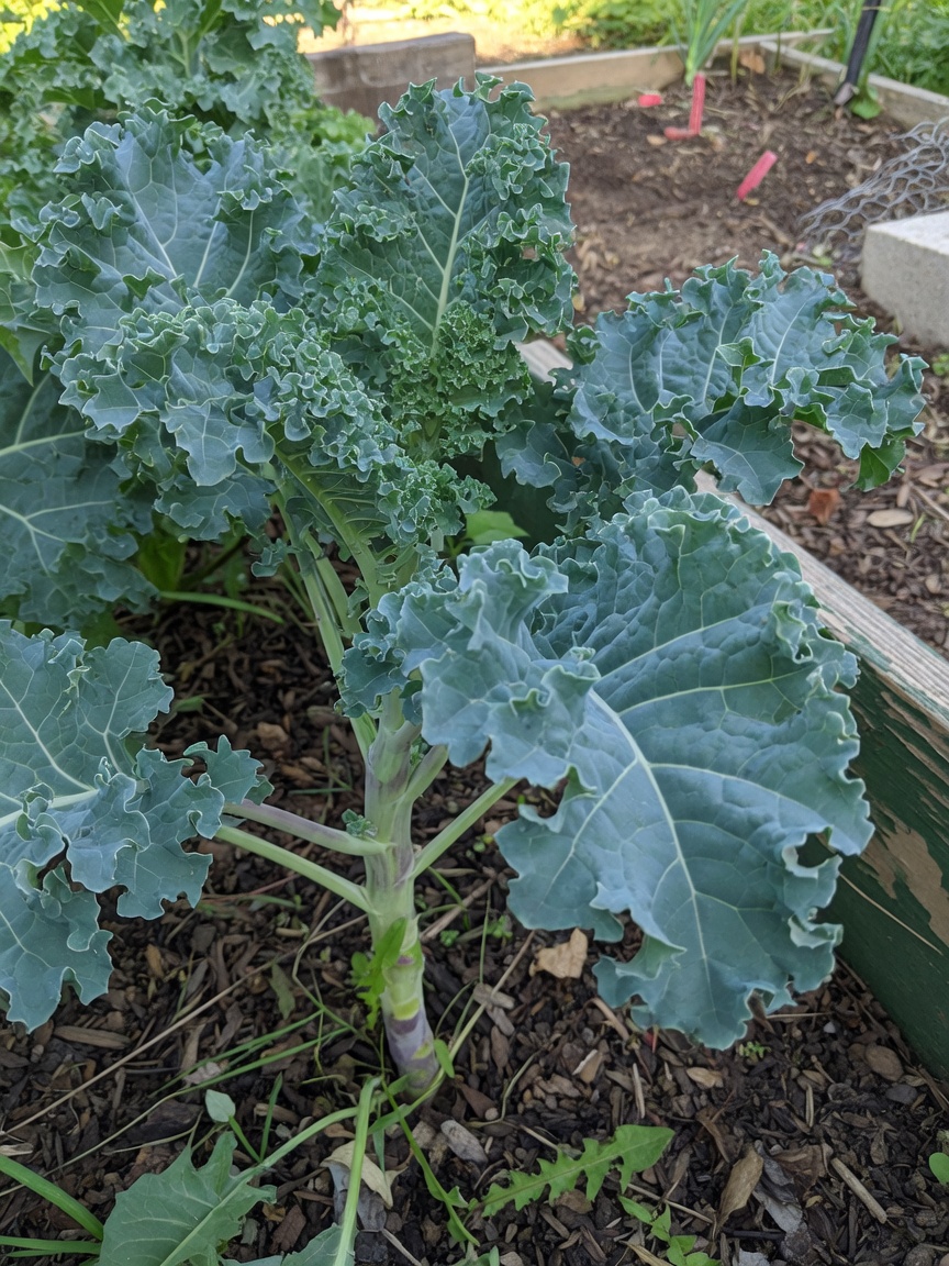 Kale